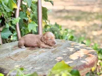Tala, a female Miniature Dachshund for sale in Salters, SC – Photo 5 of 5