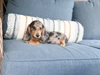 Sadie, a male Miniature Dachshund for sale in Salters, SC – 5 of 6
