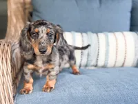 Hunter, a male Miniature Dachshund for sale in Salters, SC – 5 of 5