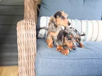 Clara, a male Miniature Dachshund for sale in Salters, SC – 4 of 5