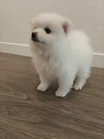 Milo , a male Pomeranian for sale in Roseville, CA – 2 of 3