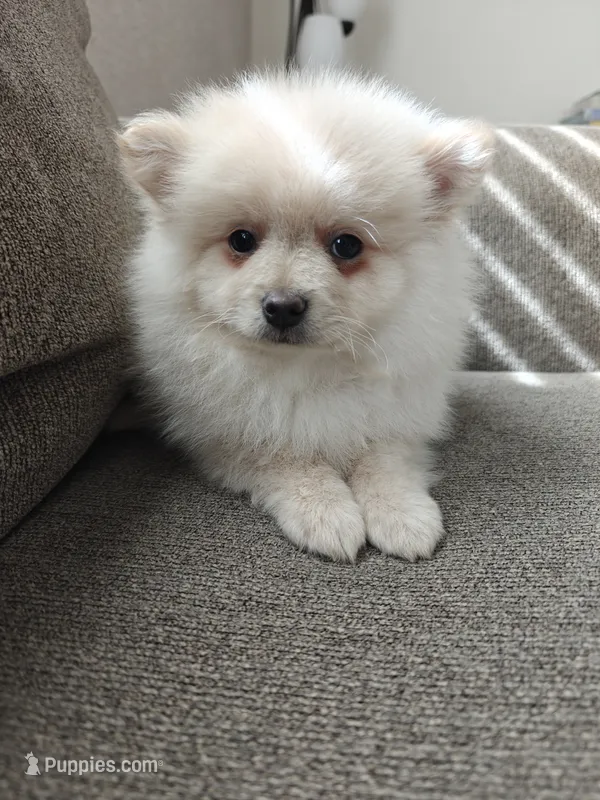 Neo – Pomeranian puppy for sale in Roseville, CA