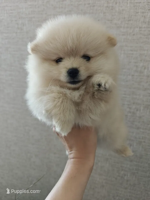 Millie – Pomeranian puppy for sale in Roseville, CA