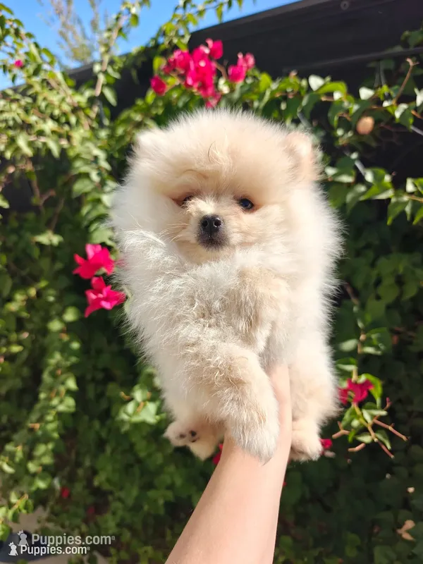Tiny Nico – Pomeranian puppy for sale in Roseville, CA