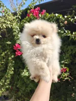Tiny Nico, a male Pomeranian for sale in Roseville, CA – 1 of 4
