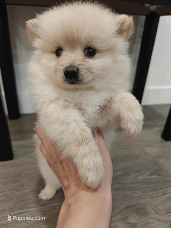 Naya – Pomeranian puppy for sale in Roseville, CA