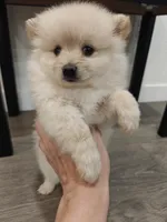 Naya, a female Pomeranian for sale in Roseville, CA – 2 of 3