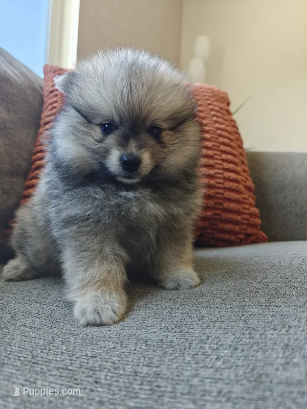 Muffin – Pomeranian puppy for sale in Roseville, CA