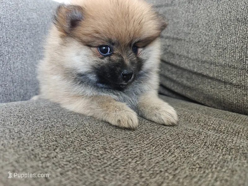 Nellie – Pomeranian puppy for sale in Roseville, CA