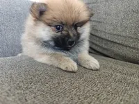 Nellie, a female Pomeranian for sale in Roseville, CA – 3 of 3