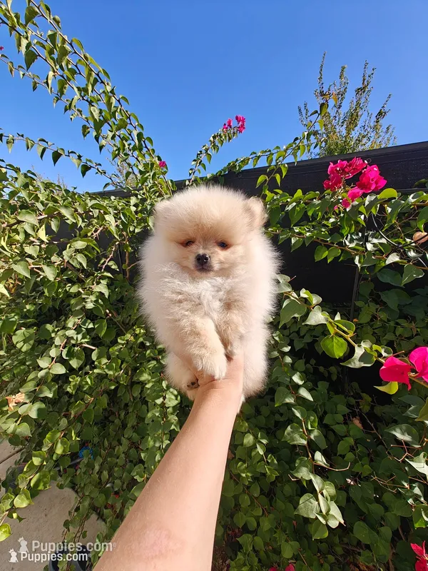 Tiny Nico – Pomeranian puppy for sale in Roseville, CA