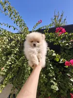 Tiny Nico, a male Pomeranian for sale in Roseville, CA – 2 of 4