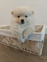 Millie, a female Pomeranian for sale in Roseville, CA – 2 of 4