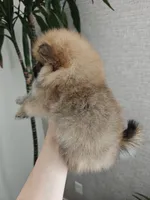 Nellie, a female Pomeranian for sale in Roseville, CA – 2 of 3