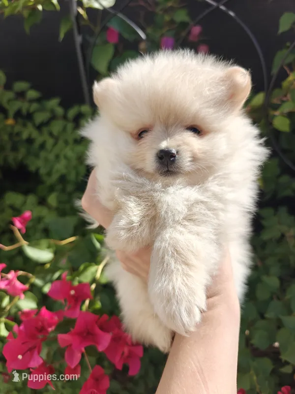 Nico – Pomeranian puppy for sale in Roseville, CA