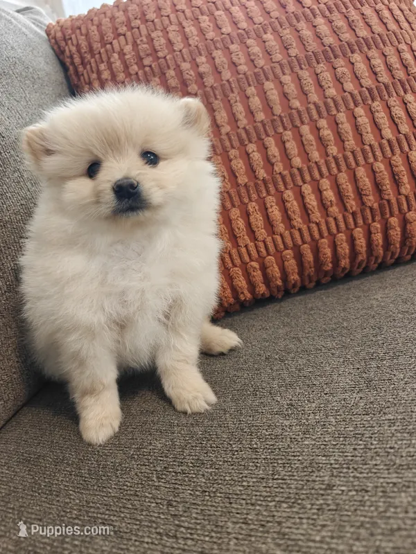 Naya – Pomeranian puppy for sale in Roseville, CA