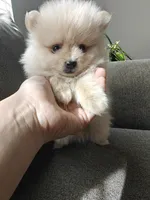 Nico, a male Pomeranian for sale in Roseville, CA – 4 of 4