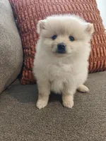 Naya, a female Pomeranian for sale in Roseville, CA – 3 of 3