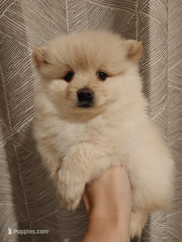 Naya – Pomeranian puppy for sale in Roseville, CA