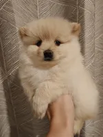 Naya, a female Pomeranian for sale in Roseville, CA – 1 of 3