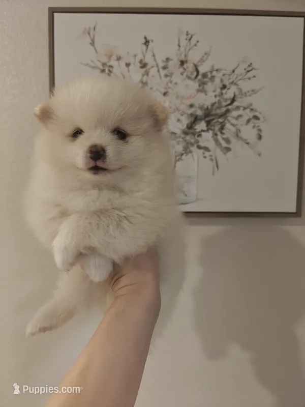 Macy – Pomeranian puppy for sale in Roseville, CA