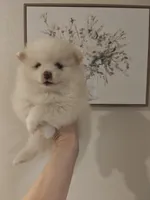 Macy, a female Pomeranian for sale in Roseville, CA – 1 of 2