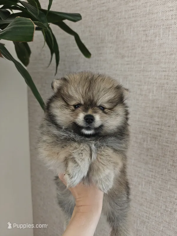 Muffin – Pomeranian puppy for sale in Roseville, CA
