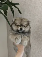 Muffin, a male Pomeranian for sale in Roseville, CA – 2 of 3