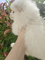 Macy, a female Pomeranian for sale in Roseville, CA – 2 of 2