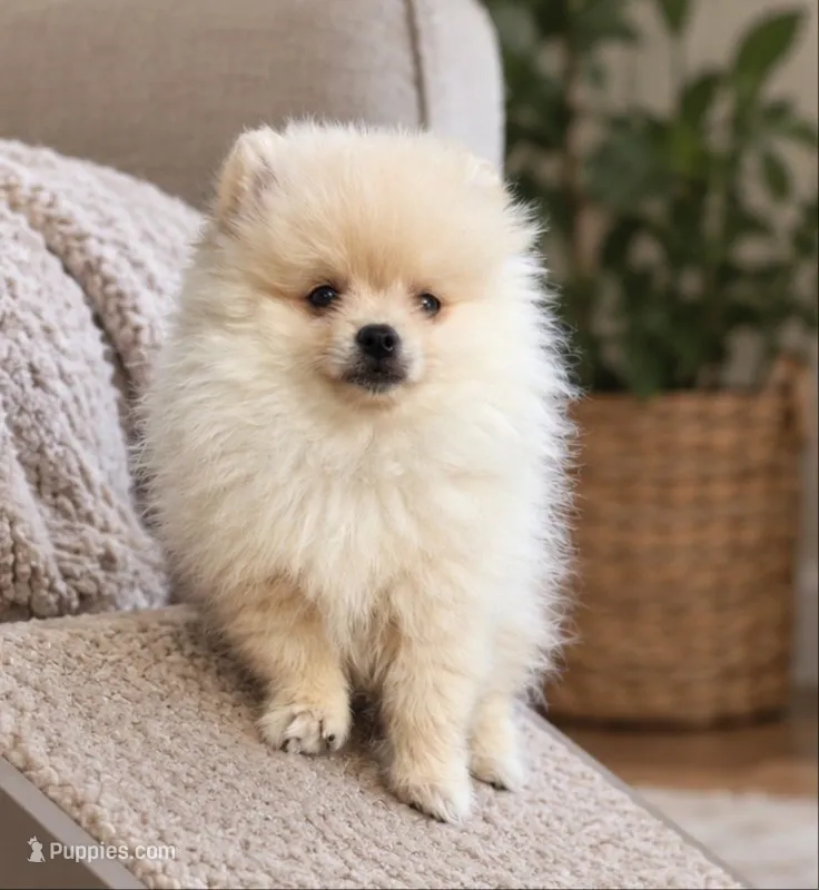 Tiny Nico – Pomeranian puppy for sale in Roseville, CA