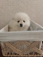 Misty, a female Pomeranian for sale in Roseville, CA – 2 of 3