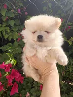 Nico, a male Pomeranian for sale in Roseville, CA – 2 of 4