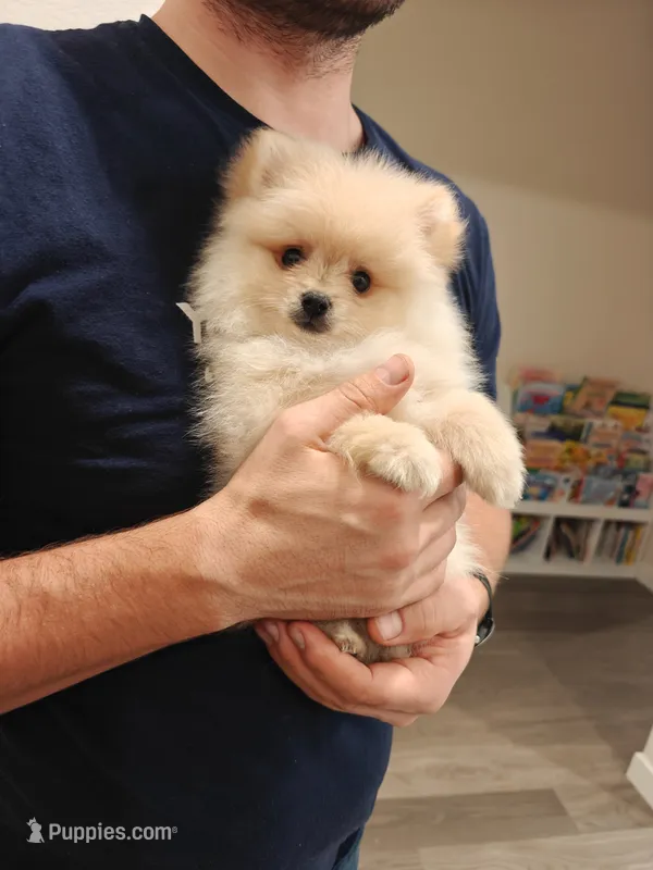 Tiny Nico – Pomeranian puppy for sale in Roseville, CA