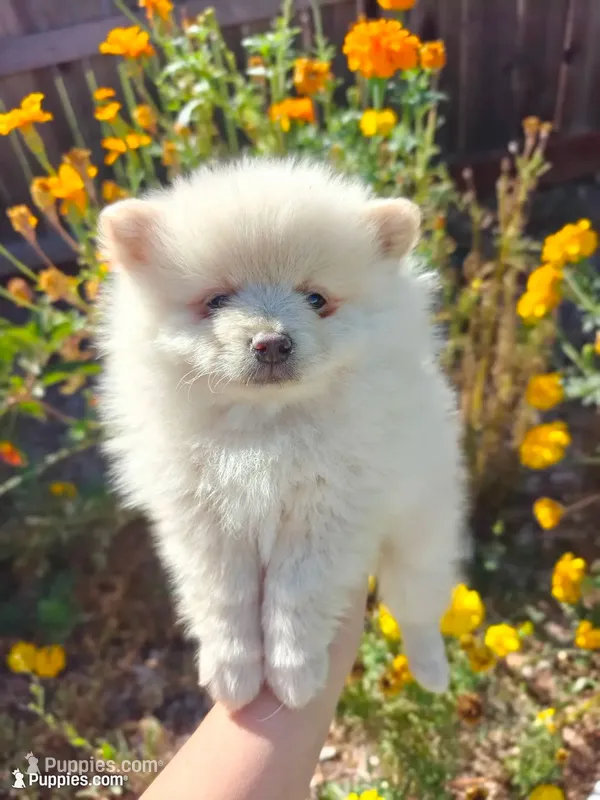 Neo – Pomeranian puppy for sale in Roseville, CA