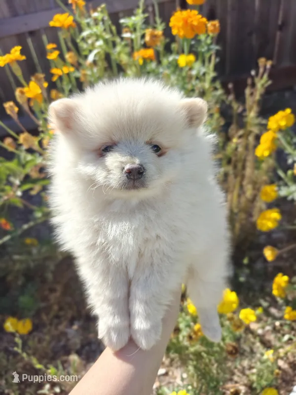 Nino – Pomeranian puppy for sale in Roseville, CA