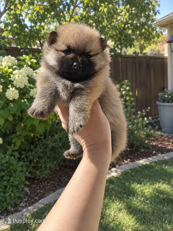 Nellie – Pomeranian puppy for sale in Roseville, CA