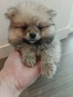 Leila, a female Pomeranian for sale in Roseville, CA – Photo 3 of 3