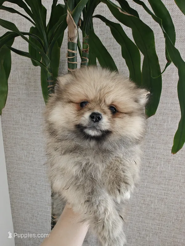 Leila – Pomeranian puppy for sale in Roseville, CA