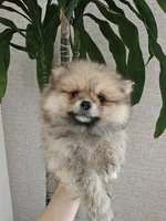 Leila, a female Pomeranian for sale in Roseville, CA – Photo 1 of 3