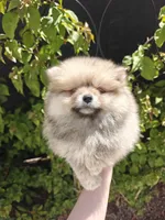 Leila, a female Pomeranian for sale in Roseville, CA – Photo 2 of 3