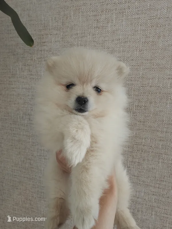 Minnie – Pomeranian puppy for sale in Roseville, CA