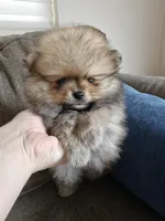 Little Lily, a female Pomeranian for sale in Antelope, CA – Photo 2 of 3