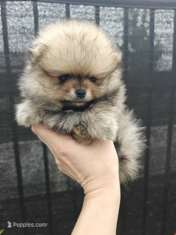 Little Lily – Pomeranian puppy for sale in Antelope, CA