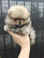 Little Lily, a female Pomeranian for sale in Antelope, CA – Photo 1 of 3