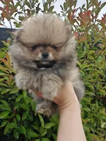 Little Lily, a female Pomeranian for sale in Antelope, CA – Photo 3 of 3