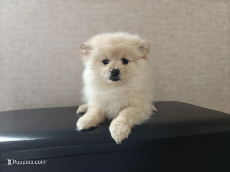 Naya – Pomeranian puppy for sale in Roseville, CA