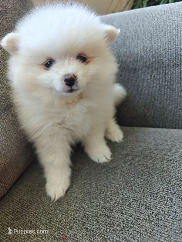 Macy – Pomeranian puppy for sale in Roseville, CA