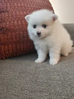 Mika, a male Pomeranian for sale in Roseville, CA – 2 of 3