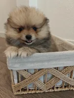 Lola, a female Pomeranian for sale in Antelope, CA – Photo 2 of 3