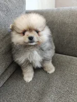 Lola, a female Pomeranian for sale in Antelope, CA – Photo 1 of 3